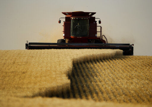 Details emerge in Washington GMO wheat investigation